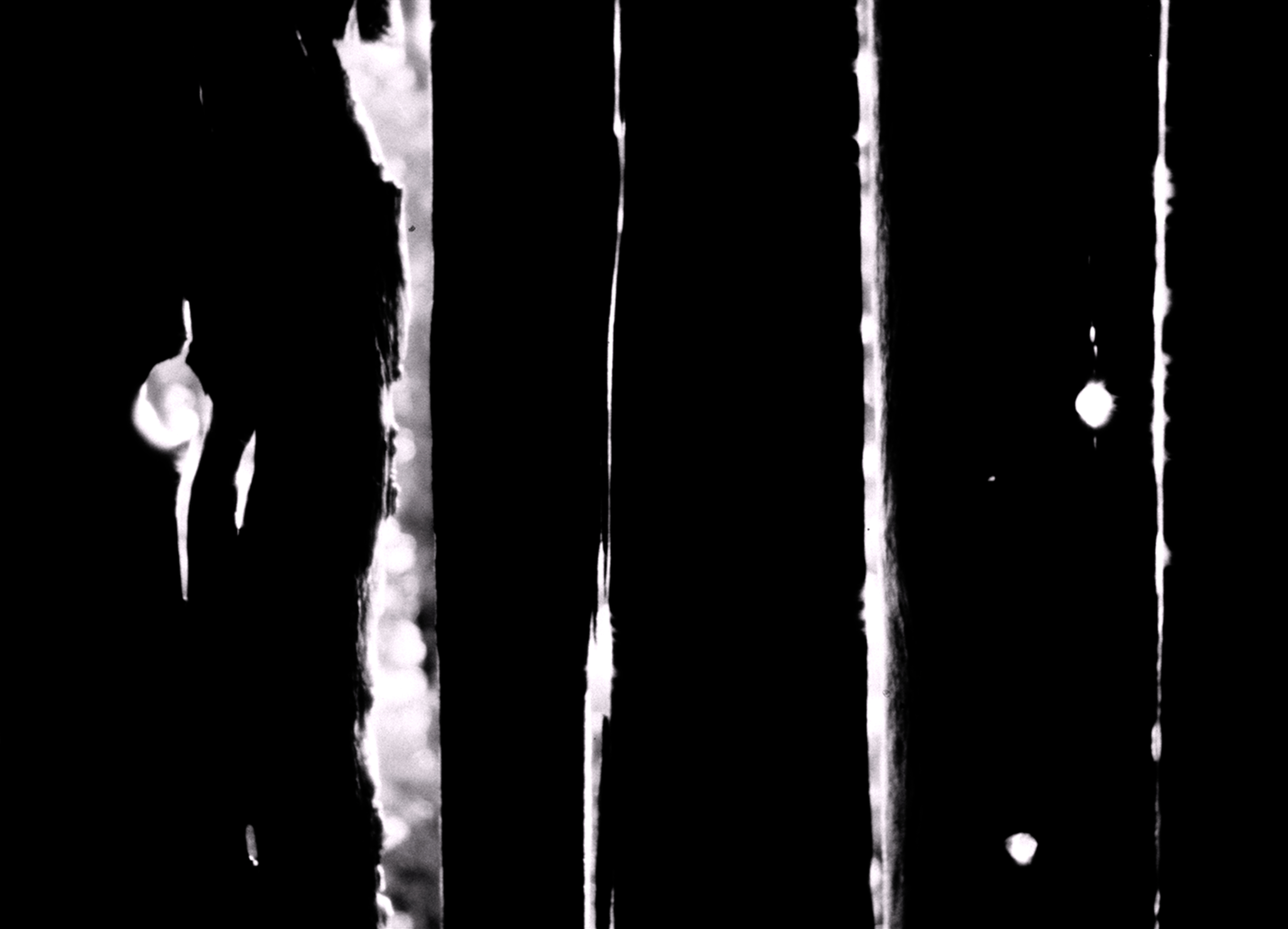 Into the Wild — still